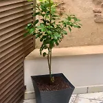 شقة Puerta De 2 *