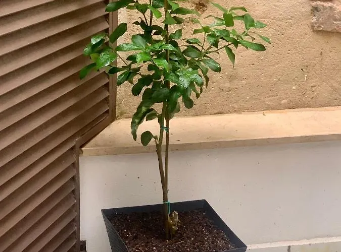 Apartmán Puerta De 2 *